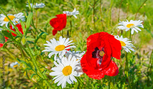 Wild flowers like red papavers in a grassy green field in sunlight in spring