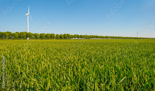 Green wheat in an agricultural field in the countruside in sunlight below a blue sky in spring