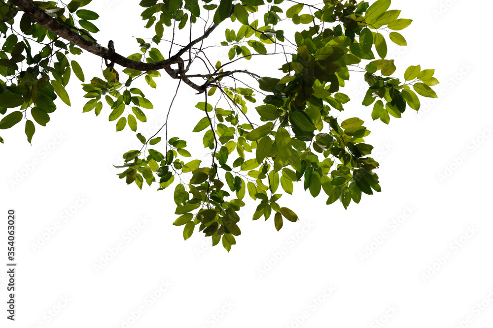 green leaves isolated on white background