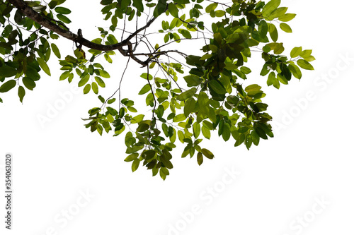 green leaves isolated on white background