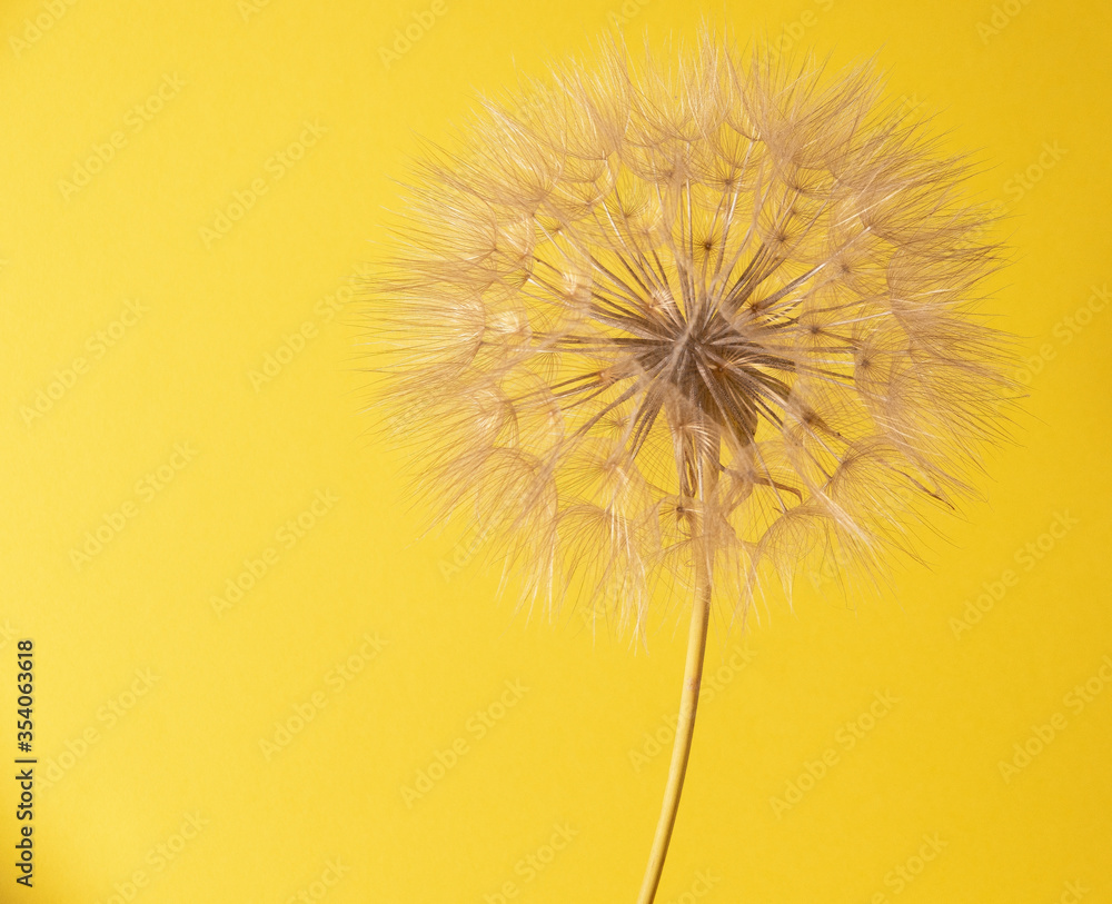 Beautiful flower with a plain background