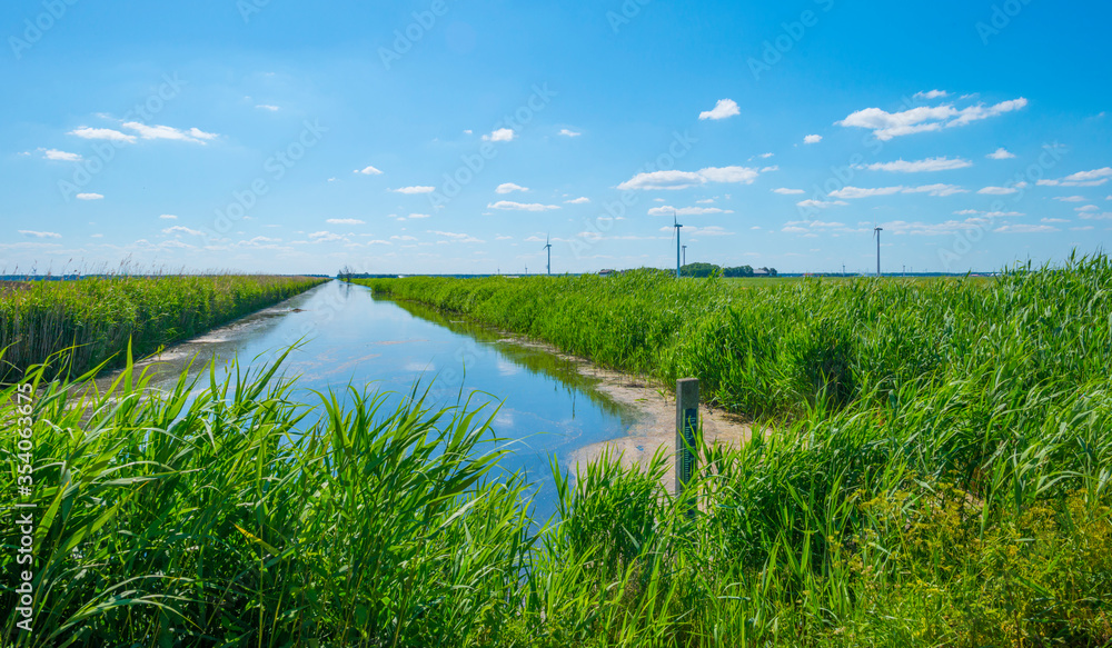 Canal with reed in a rural area below a blue  sky in sunlight in spring