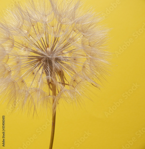 Beautiful flower with a plain background