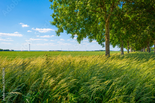 Double line of trees with a lush green foliage in a grassy green field along a countryside road in sunlight in spring