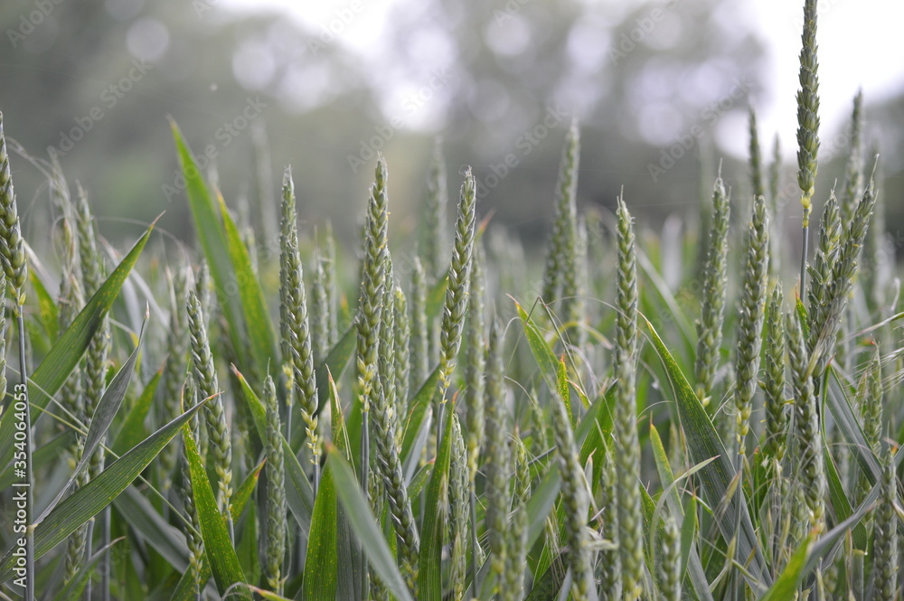 Obraz premium Leaf-plant-wheat-branch