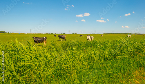 Herd of cows in a green meadow along a highway below a blue sky in sunlight in spring
