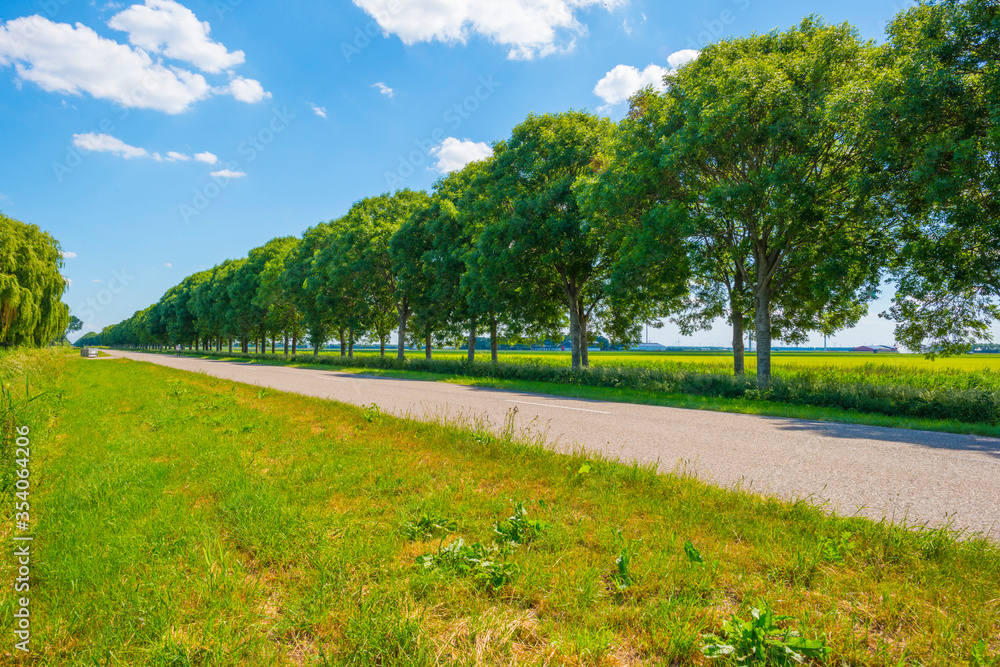 Double line of trees with a lush green foliage in a grassy green field along a countryside road in sunlight in spring