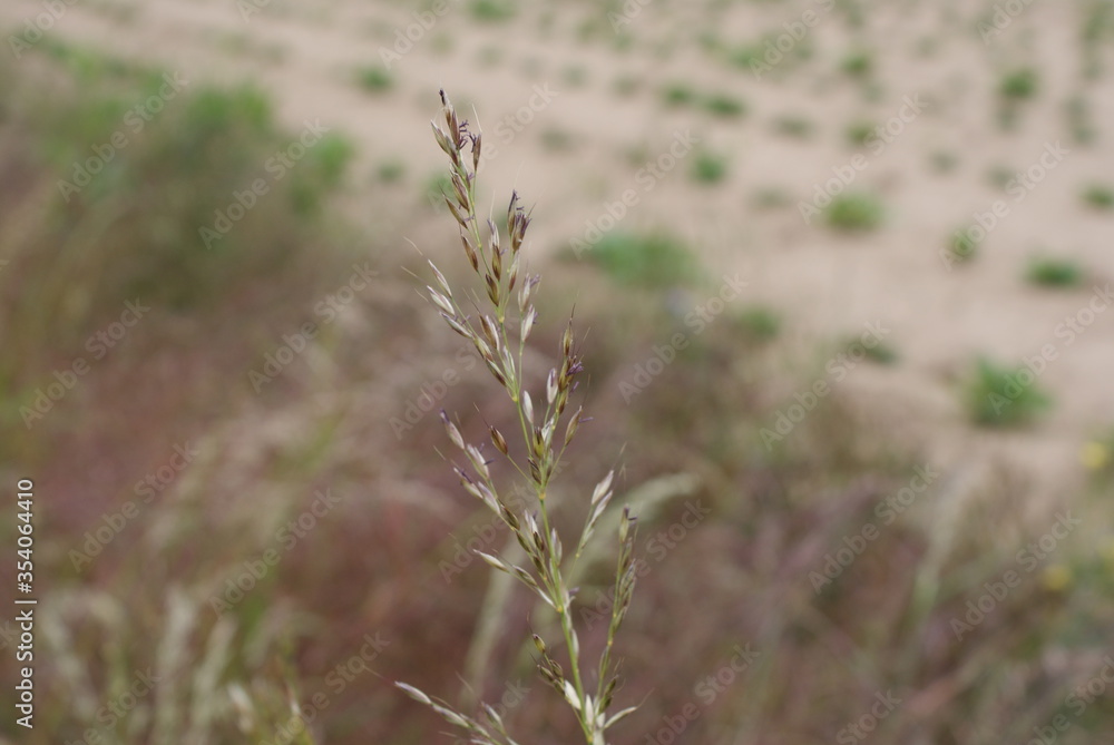 Leaf-plant-wheat-branch Leaf-plant-wheat-branch