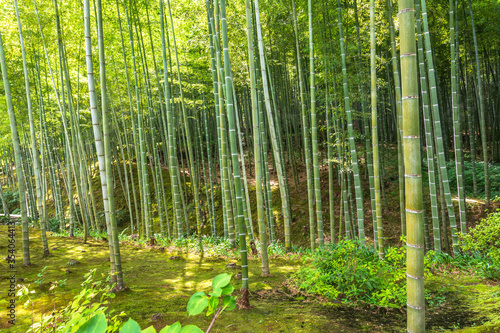 Bamboo Forest in Arashiyama, Kyoto, Japan 