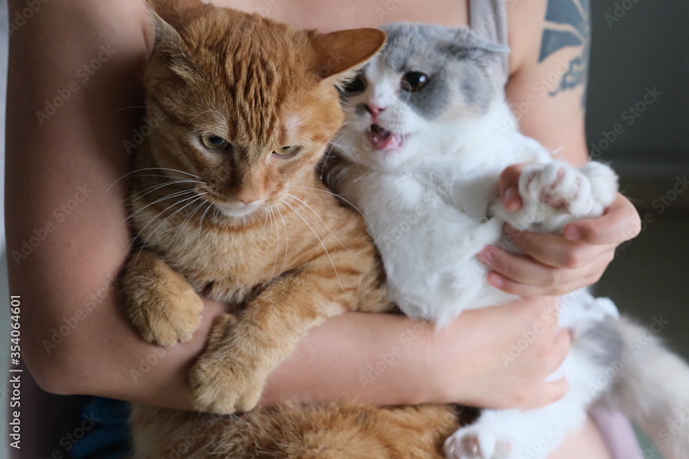 close up a orange cat and a British shorthair cat in owner's arm. blur background close up a orange cat and a British shorthair cat in owner's arm. blur background