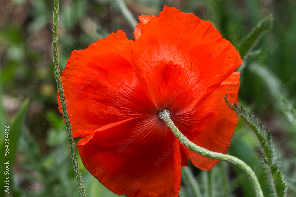 Beautiful lush red poppy flower close up rear view with blurry background
Beautiful lush red poppy flower close up rear view with blurry background