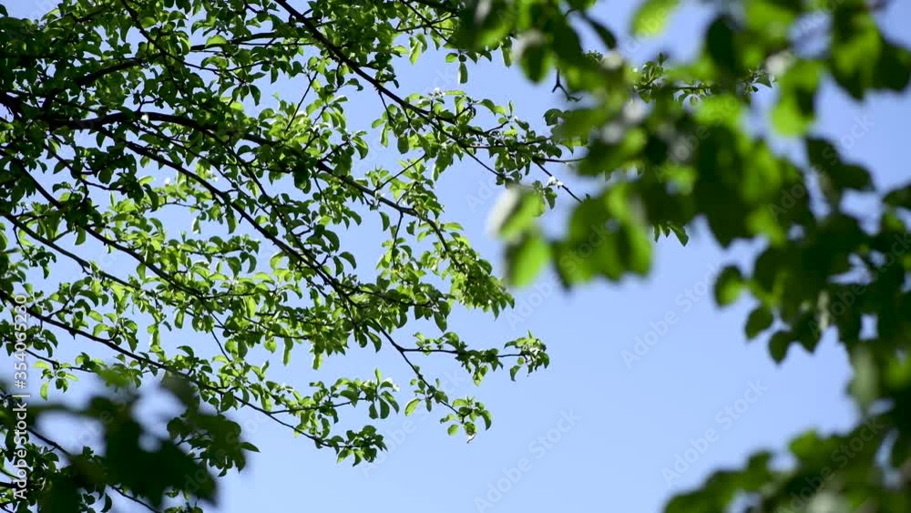 Pear tree leaves sway in the wind, with a neutral filter, testing. Nd filter lens. Spring and summer background Pear tree leaves sway in the wind, with a neutral filter, testing. Nd filter lens. Spring and summer background