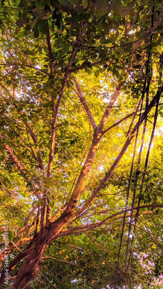Fototapeta premium Rayons de soleils qui s'introduit entre les branches de l'arbre