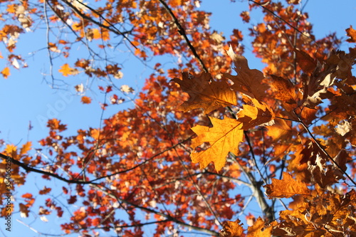 Autumn forest landscapes - golden hour