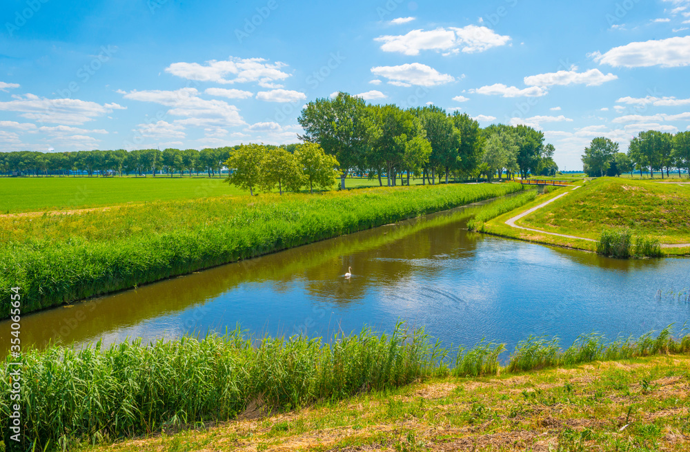 Trees along a canal with reed in a rural area below a blue  sky in sunlight in spring - obrazy, fototapety, plakaty 