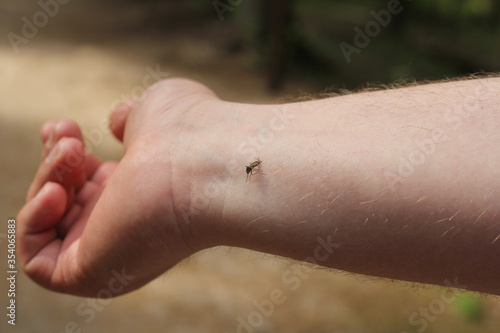 A mosquito on a man's hand drinks blood © irinad85