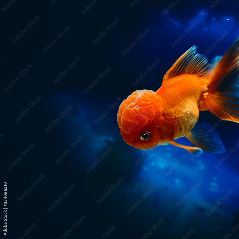Poisson Oranda tête de lion Stock Photo Adobe Stock