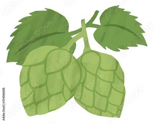 ホップ　植物　水彩　イラスト