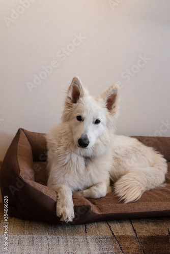 White dog laying on dog's bed