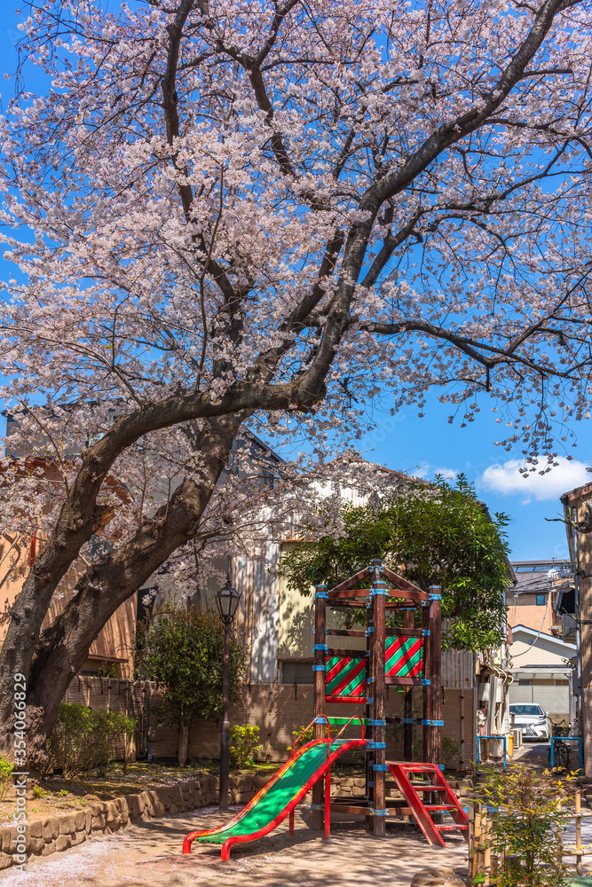 Empty japanese playground slide in the public Okakura Tenshin Memorial Park of Yanaka under the cherry blossom trees.