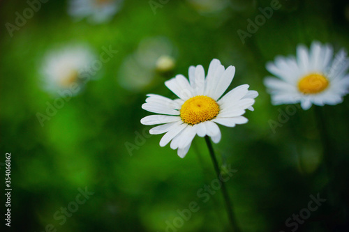 white Daisy close up blurred background summer photo