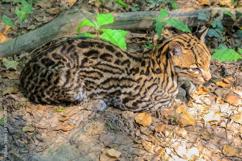 Sitting Ocelot Leopard, Leopardus pardalis species , resting in the forest. Wild cat living in rainforests of Central America and equatorial South America.