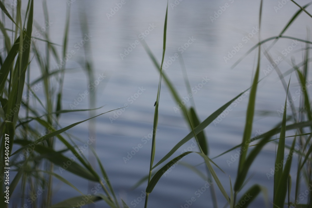 grass and water grass and water