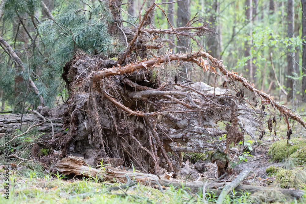 Old fallen tree with roots in the forest. Old fallen tree with roots in the forest.