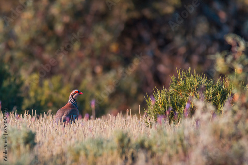 The wild red partridge in the nature, with space for copy text