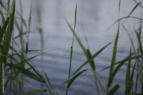 grass and water © Евсей Агапетов