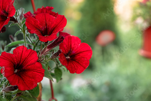 red petunia hanging in a pot on a blurry green background. home gardening
