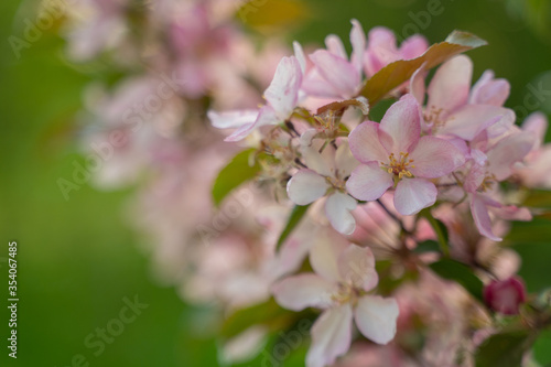 Detail and close view tree branches and flowers in spring time