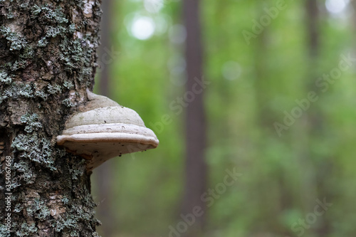 Tree mushroom on an old tree. Forest background.