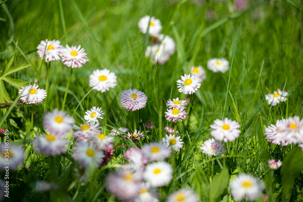 Fototapeta premium Pink and white daisy flowers on a green meadow with the sun