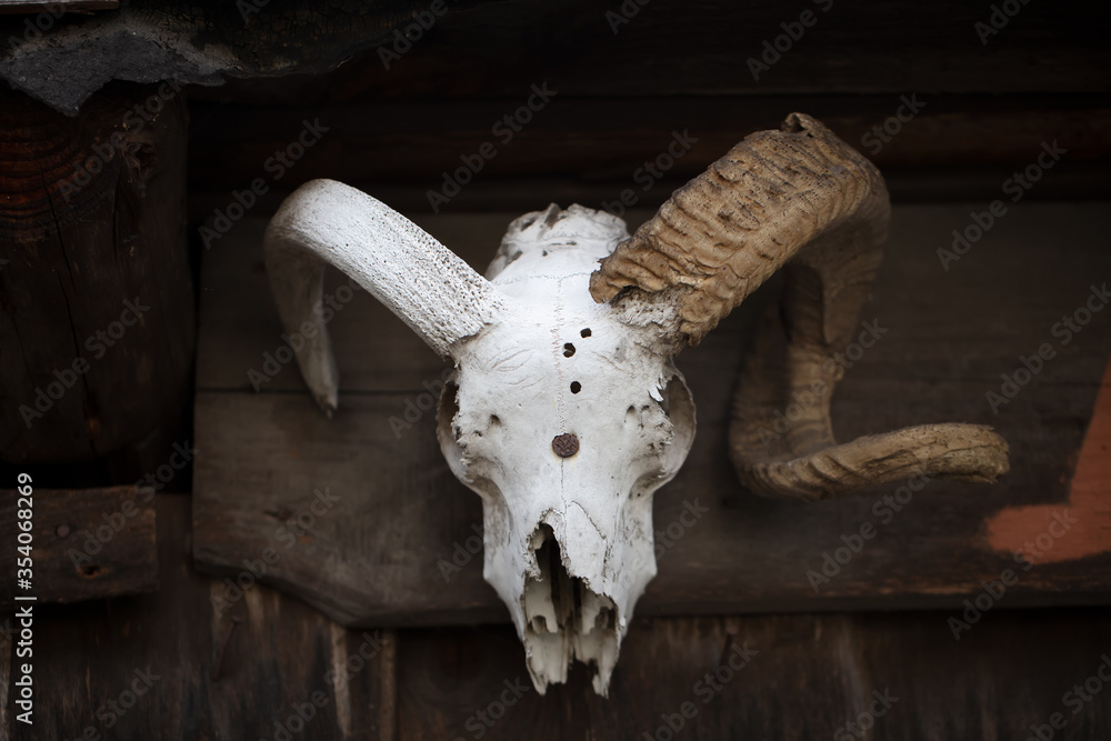 The skull of a horned animal is nailed to the wall. The skull of a horned animal is nailed to the wall.
