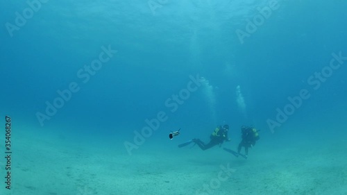 remora fish underwater  in blue water pilotfish ocean scenery photo