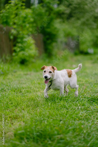 A white dog with brown spots runs merrily across a green lawn