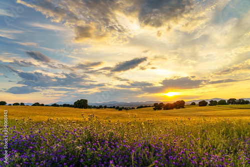 Sunset with sunbeam over corn fields with trees and mountains, clouds and grass and flowers on the front