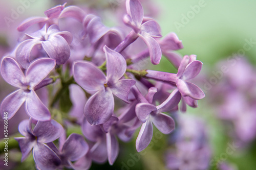 Macro image of spring lilac violet flowers  abstract soft floral background