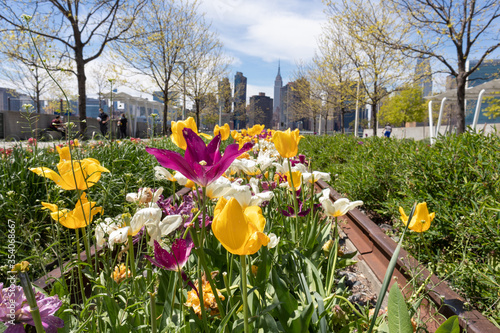 Photography Colorful Tulips during Spring at Gantry Plaza State Park in Long Island City Que