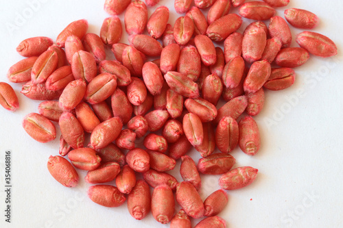 Wheat seeds, cereal seeds with red seed dressing or seed treatment 