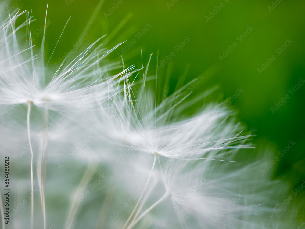 Fototapeta premium Selective focus on fragile fluffy white dandelion seeds. Fluffs are associated with dreaminess and lightness. Macrophoto. Heavily blurred abstract background. Copy space.