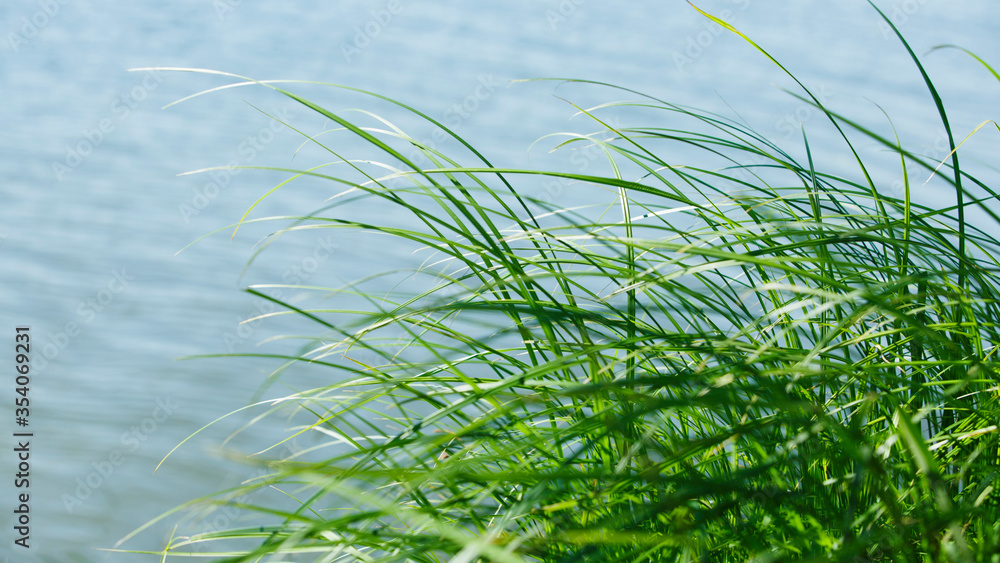 Obraz premium river green grass against the water. Narrow banner