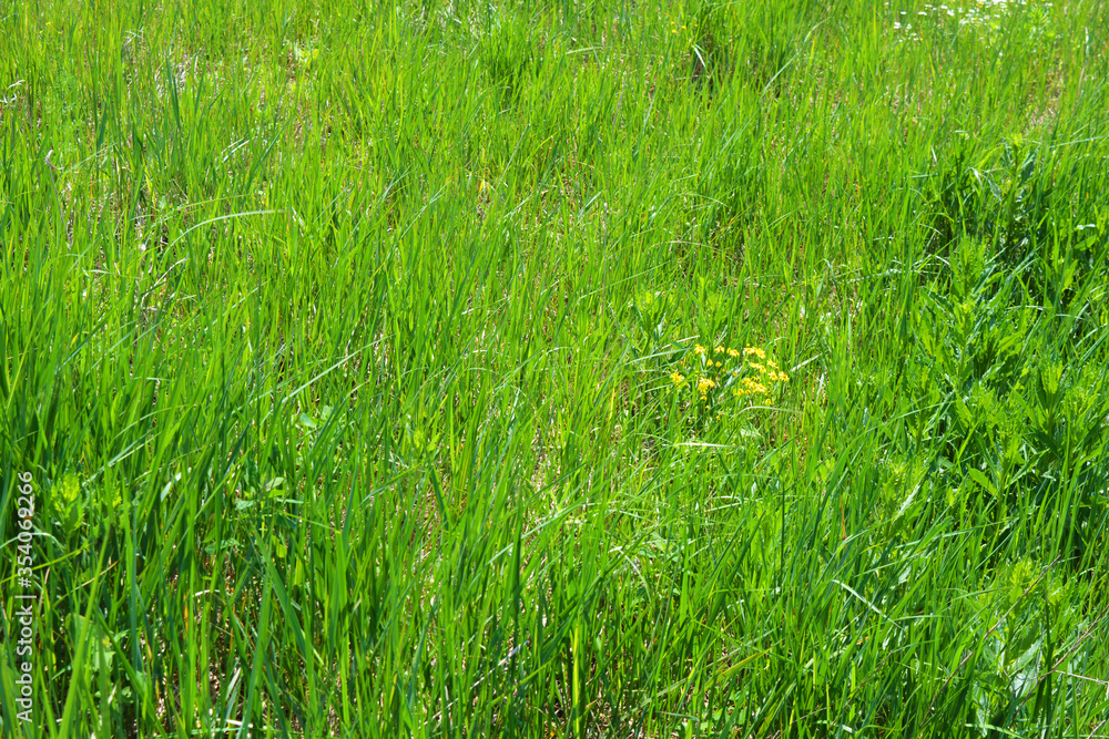 High lush green grass with green spikelets growing on the field. Very cool growing background in the sunlight. High lush green grass with green spikelets growing on the field. Very cool growing background in the sunlight.