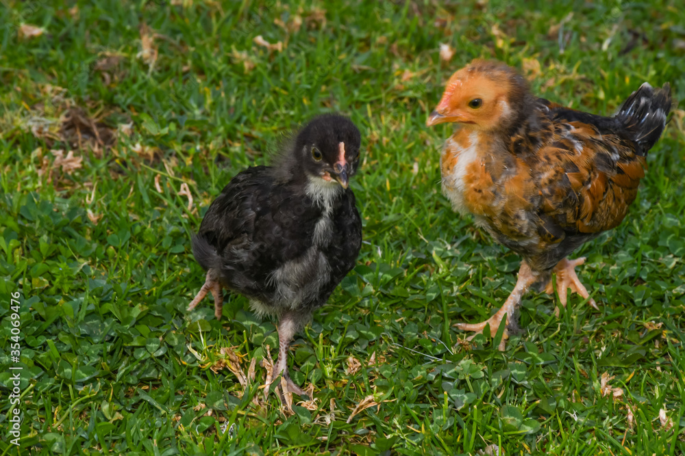 Obraz premium chicken couple chick adorable green looking eating walking