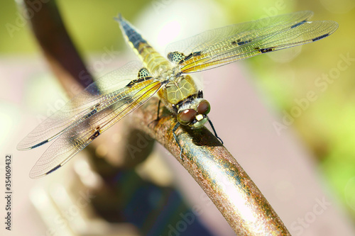 Dragon-fly - Vierfleck – Female Animal, Libellula quadrimaculata. Four-spotted chaser. found widely North America, Europe and Asia. © ImageSine