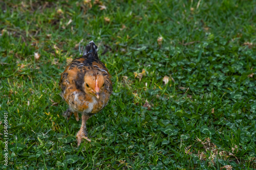 chicken couple chick adorable green looking eating walking