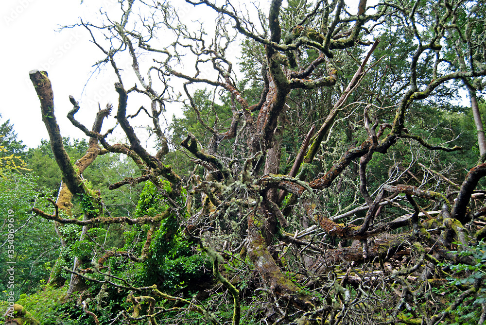 An old, overgrown tree, Ireland An old, overgrown tree, Ireland