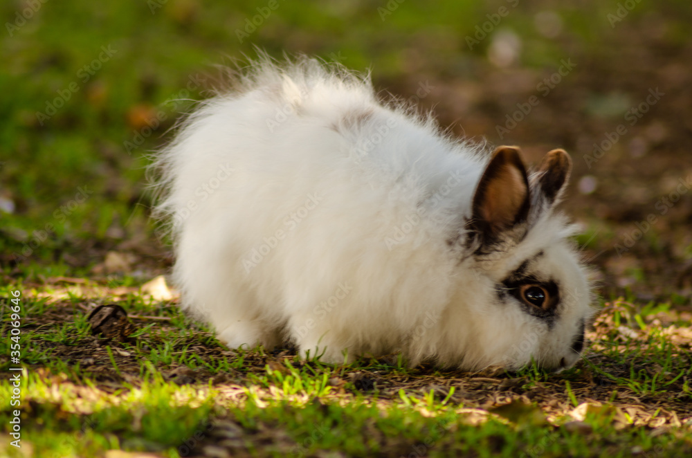 white rabbits looking eating free garden white rabbits looking eating free garden