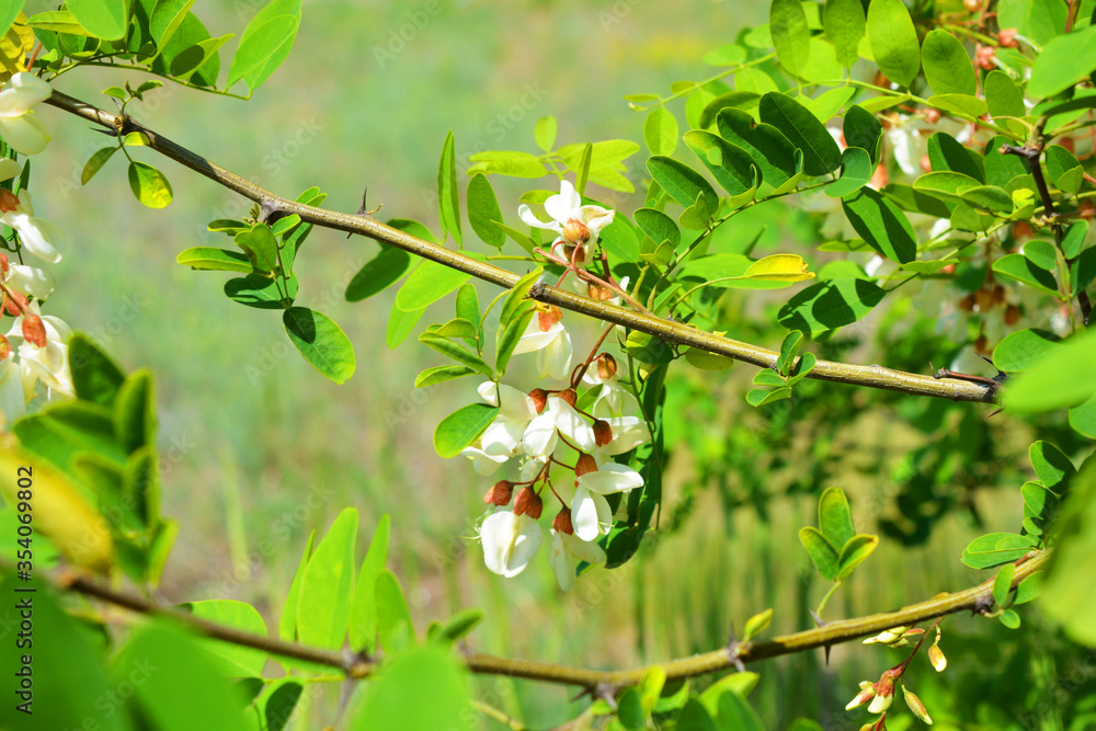 Bright colorful clusters of white flowers with green small leaves blossoming on an acacia tree. Natural nature, beautiful trees and flowers that are in the forest. Bright colorful clusters of white flowers with green small leaves blossoming on an acacia tree. Natural nature, beautiful trees and flowers that are in the forest.